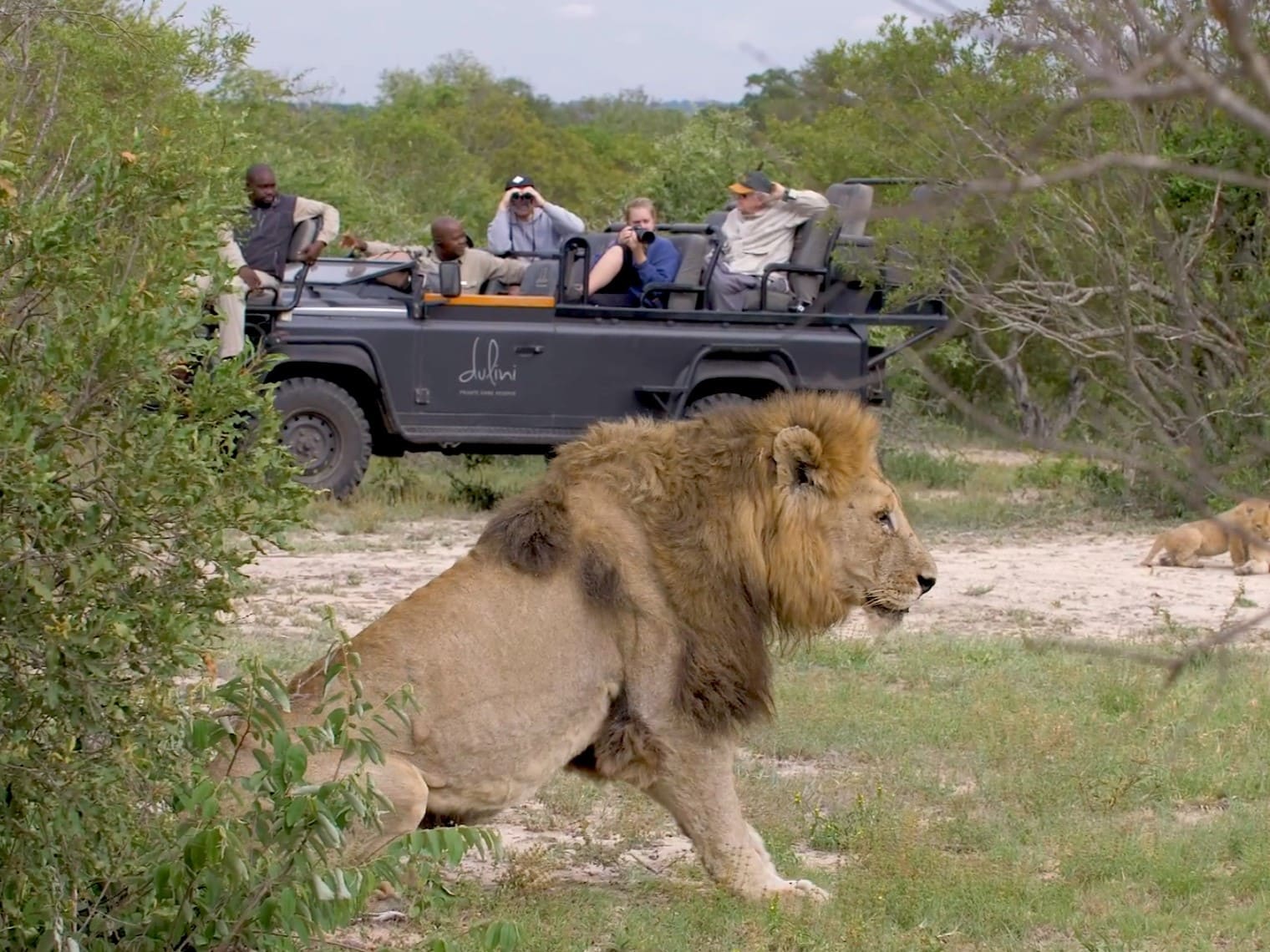 Lion 7