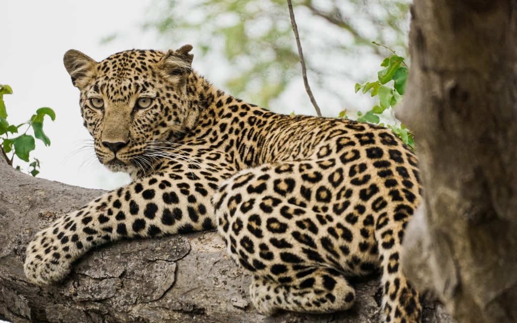 leopard4